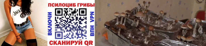 Галлюциногенные грибы прущие грибы  Бологое 